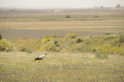 Bird perching on a field