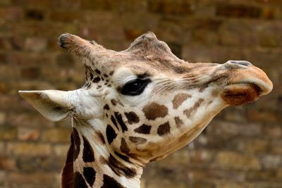 Close-up of giraffe