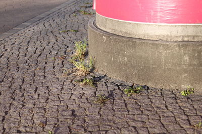 Close-up of plants growing on footpath