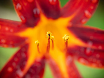 Close-up of red flowering plant