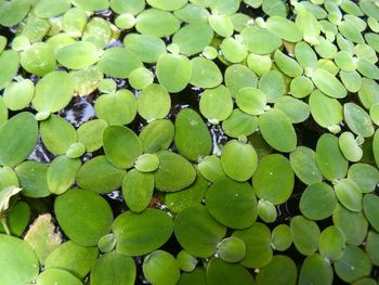 Full frame shot of green leaves floating on water