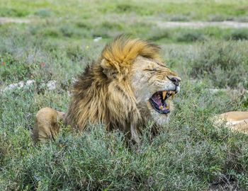 Tiger in grass