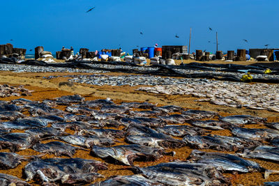 Scenic view of the fish market against clear blue sky in sri lanka