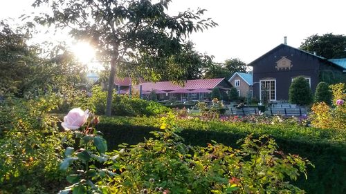 Flower plants growing in field by house against sky