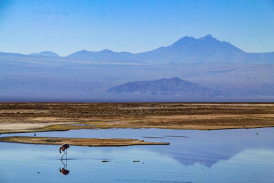 Scenic view of salt lake with flamingo against mountains and sky - atacama desert, andes, chile