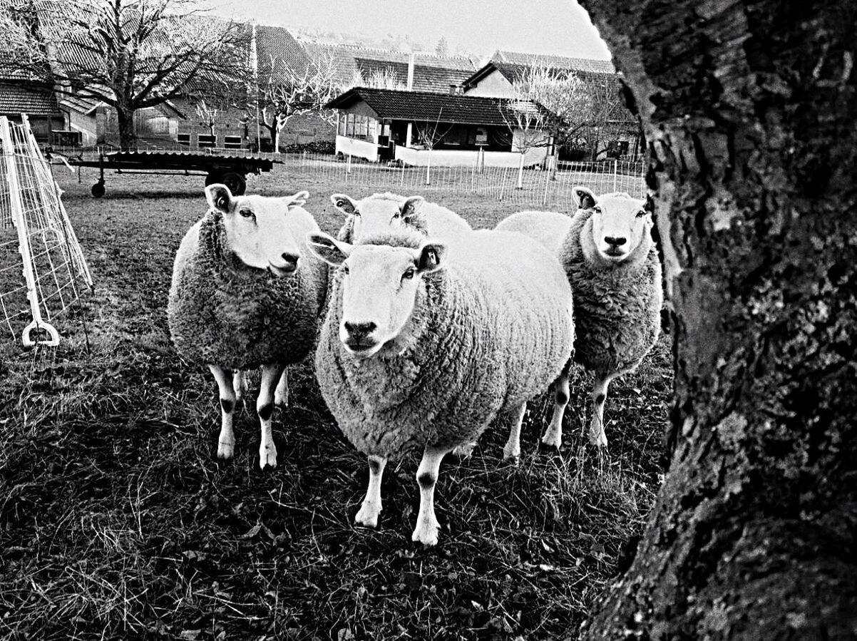 SHEEP BY TREE