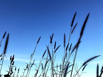 Low angle view of plants against clear blue sky