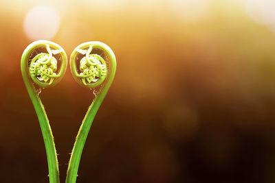 Close-up of heart shape made of flower