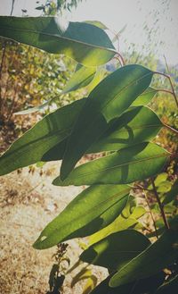 Close-up of fresh green plant