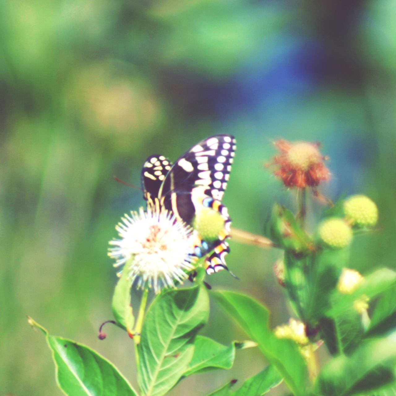 Loxahatchee Wildlife Refuge