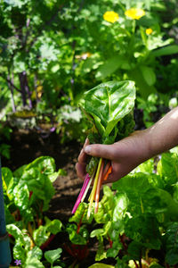 Cropped hand holding plant