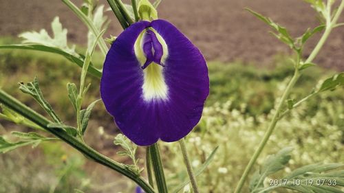 Close-up of purple crocus blooming in field