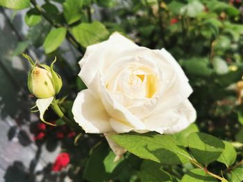 Close-up of white rose