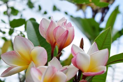 Close-up of frangipani on plant