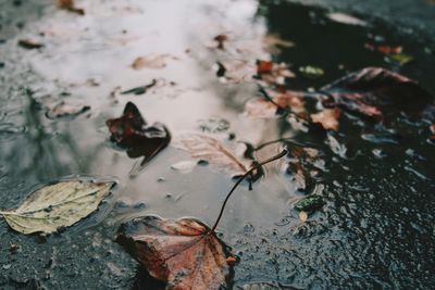 Leaves floating on water