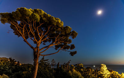 Low angle view of tree against sky at night