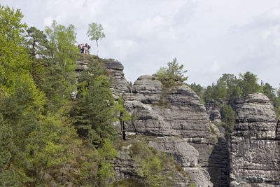 Plants growing on rock against sky