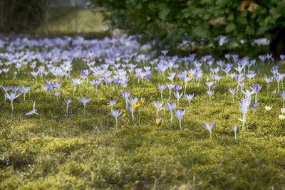 Close-up of purple crocus flowers growing in field