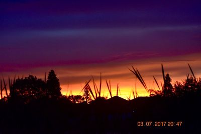 Silhouette of trees at sunset