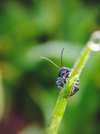 Close-up of insect on plant