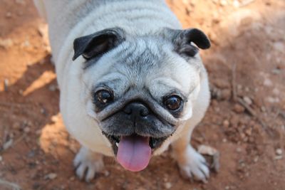 Close-up portrait of dog