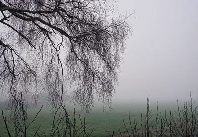 Bare trees against sky