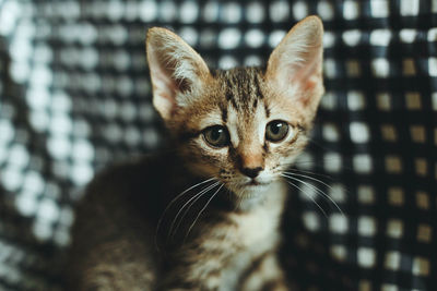 Close-up portrait of a kitten