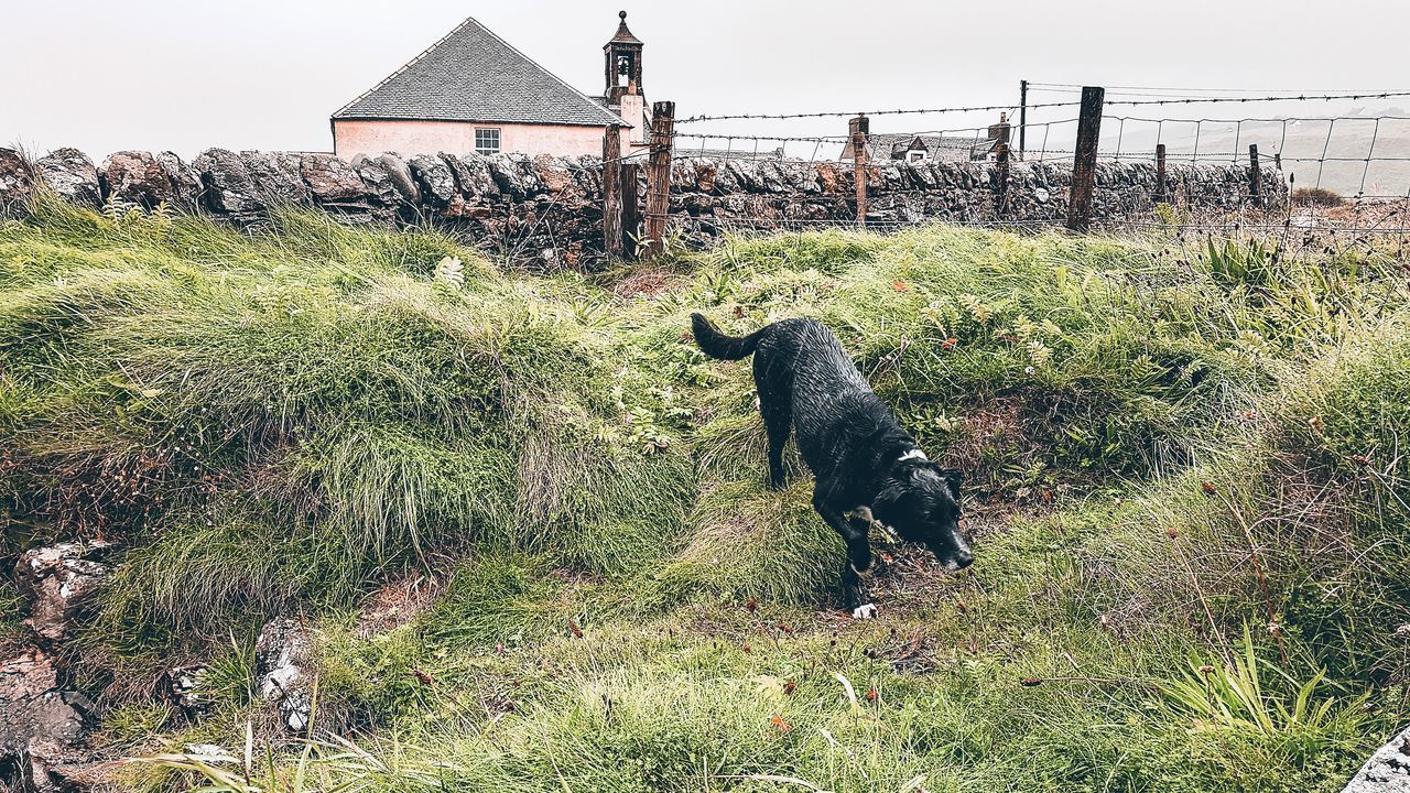 VIEW OF DOG RELAXING ON GRASS