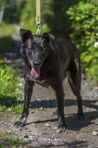 Portrait of black dog running