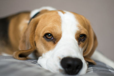 Close-up portrait of dog relaxing on pet bed