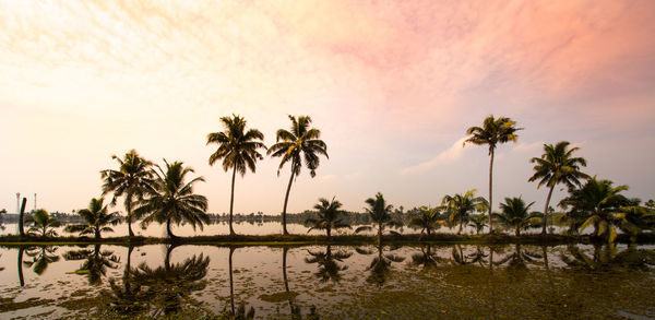 Palm trees by lake against sky