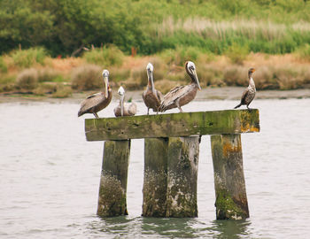 Birds perching on wooden post