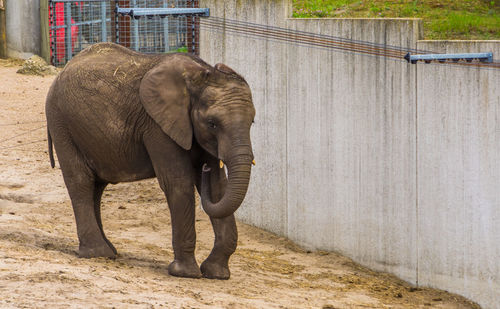 Elephant walking in zoo