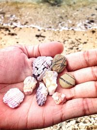 Cropped hand holding seashells with pebbles at beach