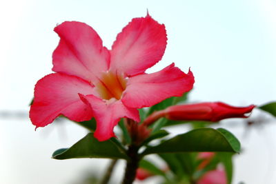 Close-up of red hibiscus blooming against sky