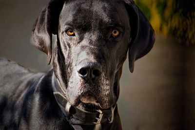 Portrait of great dane