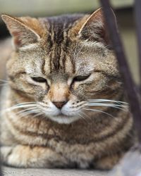 Close-up portrait of cat