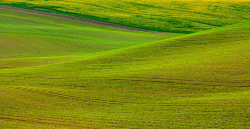 Scenic view of agricultural field