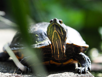 Close-up of tortoise