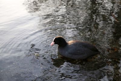 High angle view of duck swimming on lake