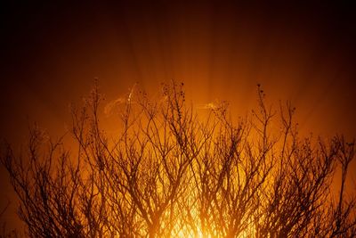 Silhouette of branches against an orange sky