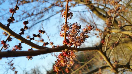 Low angle view of cherry tree against sky