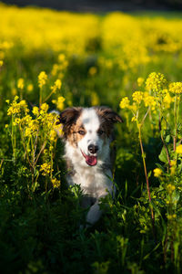 Portrait of dog on field