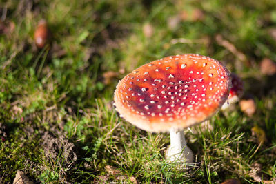 Close-up of mushroom growing on field