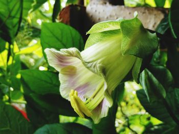 Close-up of flowering plant