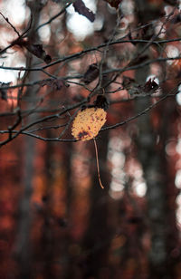 Close-up of autumn leaves on branch