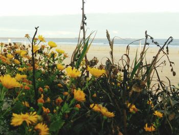 View of flowers in sea