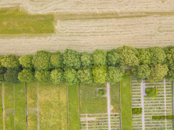 Plants growing on field