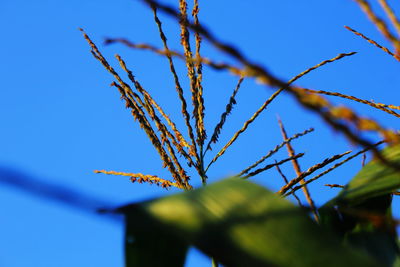 Low angle view of plant against blue sky