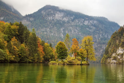 Scenic view of lake in forest